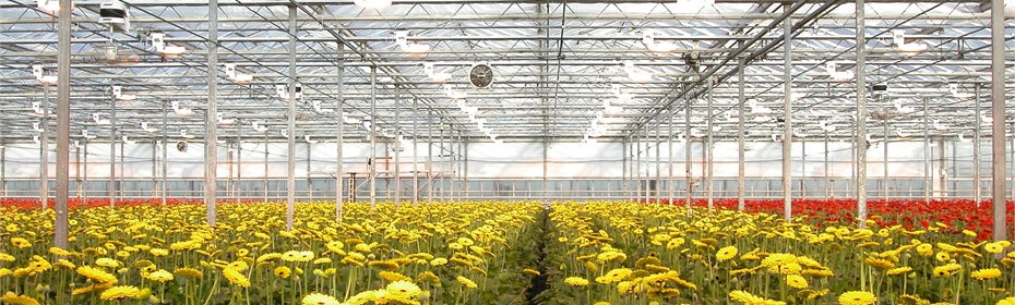 非洲菊